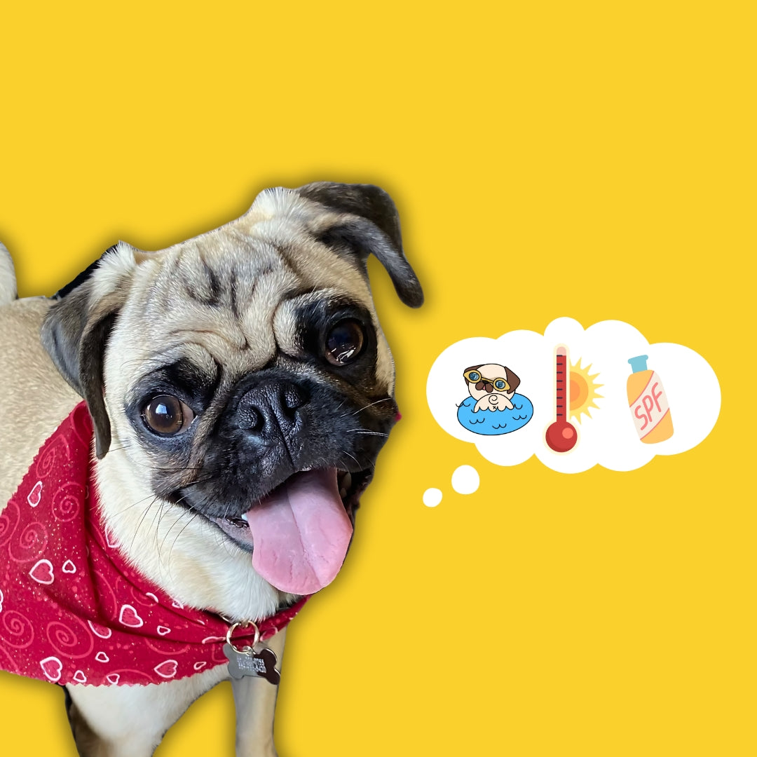 Woof Woof! Staying Cool with Tater the Pug: Tips to Beat the Summer Heat