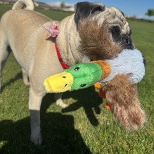 Crinkle Wings & Squeaky Plush Duck Dog Toy - 3 Pack